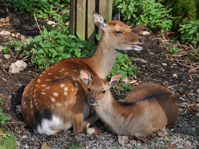 Natur- und Tierpark Goldau