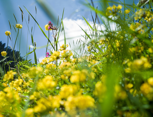 Blumenwiese auf der Rigi