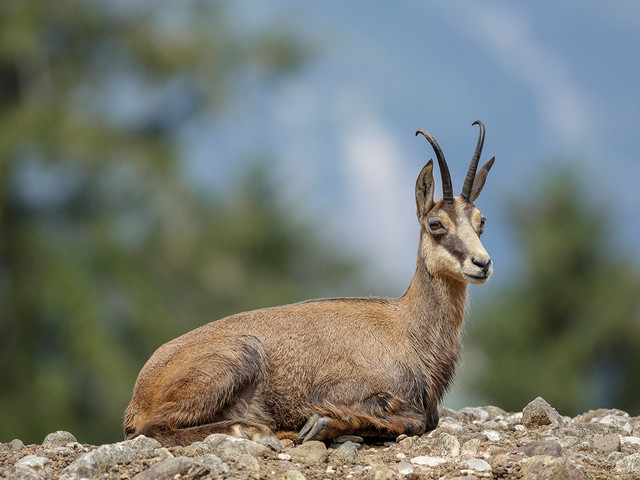 Natur- und Tierpark Goldau