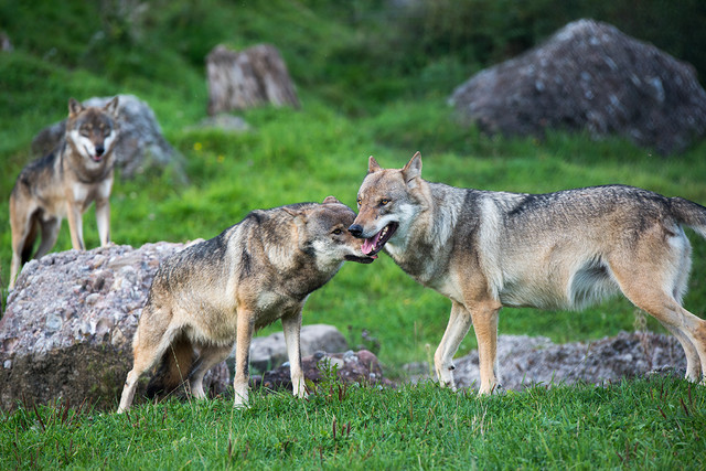 Natur- und Tierpark Goldau