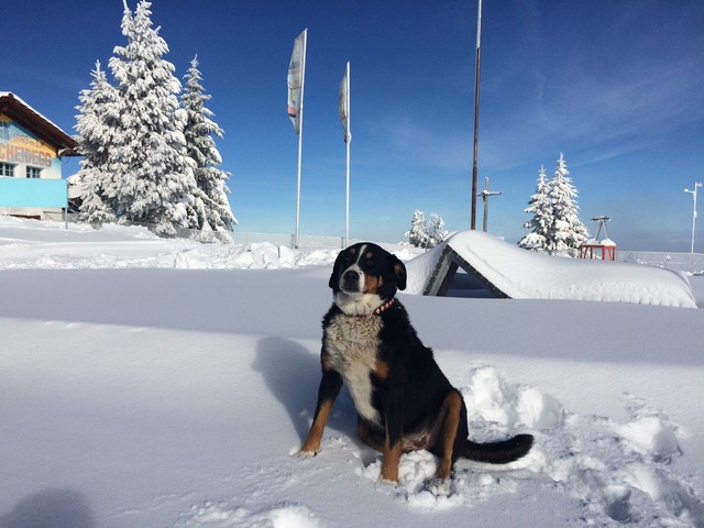 Rigi Scheidegg Hund